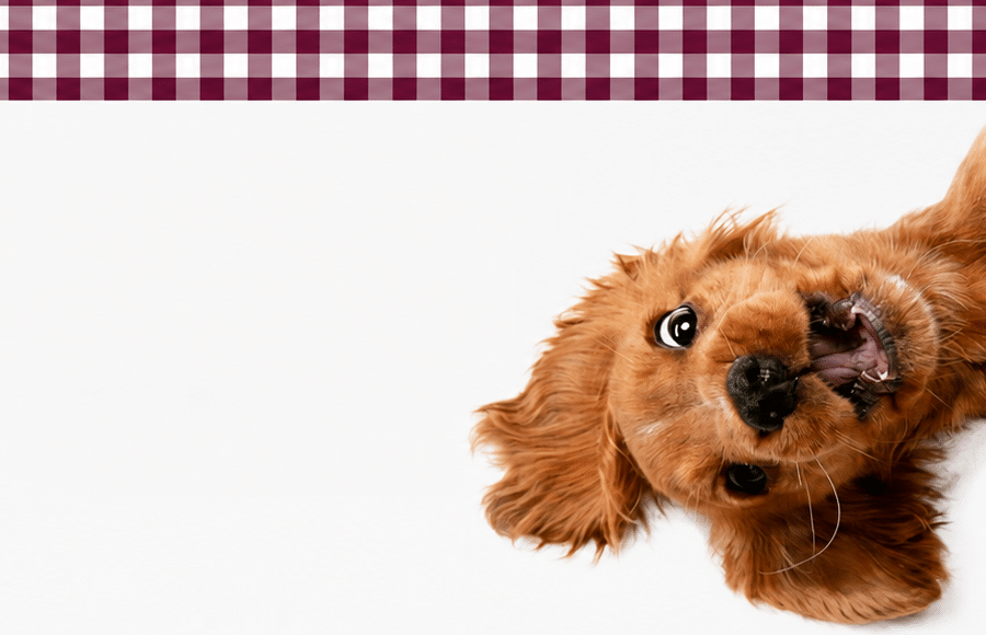 Mobilder Header Home Hund